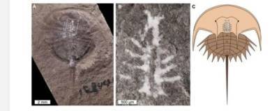 Ученые нашли окаменелость краба возрастом 310 млн лет с сохранившимся мозгом