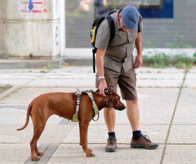 «Правильная» прогулка с собакой: рутина и режим крайне важны