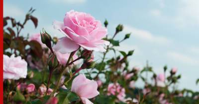 Капризные розы: какие ошибки могут погубить нежные цветы