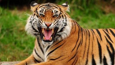 Потерявшая котят амурская тигрица вернулась в тайгу в Приморье