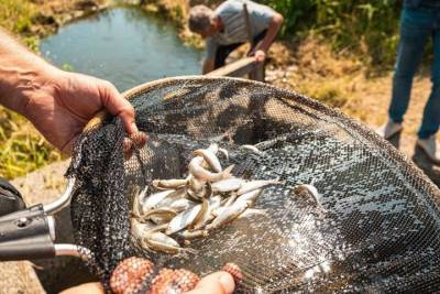 «Сибантрацит» выпустил 150 тыс. мальков рыб в реки Западной Сибири