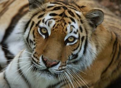 Тигрицу после реабилитации выпустили в дикую природу в Амурской области