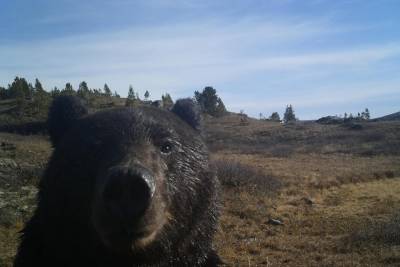 Бастрыкин потребовал отчитаться о проверке по нападению медведя на туриста в Красноярском крае