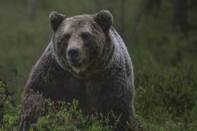 В Хабаровском крае медведь сломал надгробия на кладбище