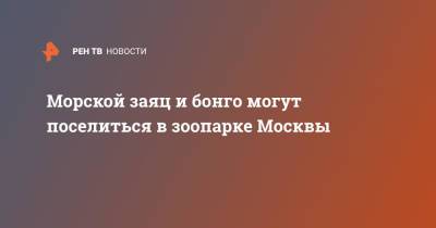 Светлана Акулова - Морской заяц и бонго могут поселиться в зоопарке Москвы - ren.tv - Москва - Россия