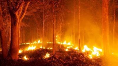 Намеренные поджоги? Почему вспыхнули лесные пожары на курортах в Турции