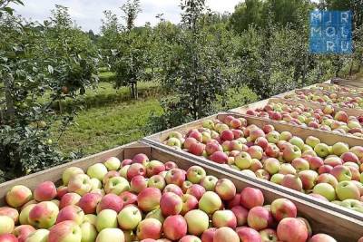 Садоводы бьют тревогу: дешевый импорт может повлечь удорожание яблок