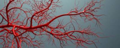 В Германии создали первую модель синтетической ткани, в которой растут кровеносные сосуды