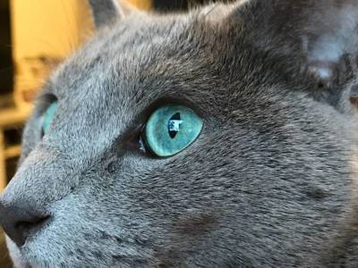 7 пород кошек с зелеными глазами