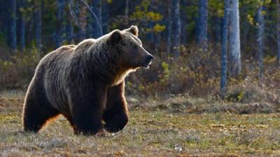 Медведь напал на туристов в природном парке в Красноярском крае - delovoe.tv - Красноярский край - Германия