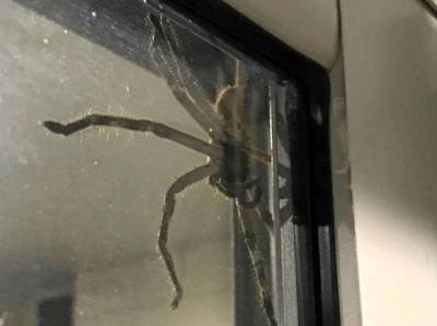 Волгоградцы массово пострадали от укусов смертельно опасных пауков