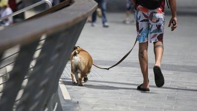 Госдума рассмотрит проект парламента Башкирии об обязательном чипировании животных