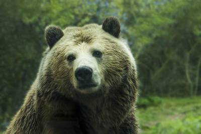 Убитого медведем в Красноярске не могут найти второй день