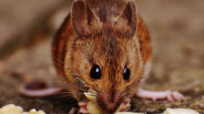 Ученые нашли способ подавить алкоголизм у мышей