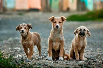 В поселках Казани прооперировано 71 животное в рамках акции по стерилизации