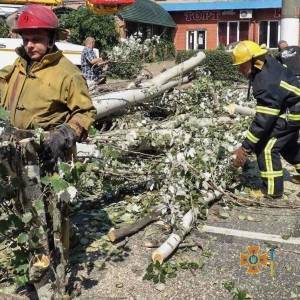 В Мелитополе упавшее дерево заблокировало проезжую часть. Фото