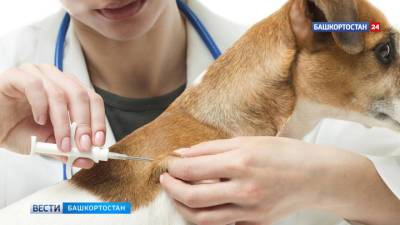 Законопроект Башкирии об обязательном чипировании домашних животных принят Госдумой