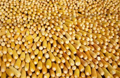Темпы экспорта кукурузы вдвое превышают прошлогодние