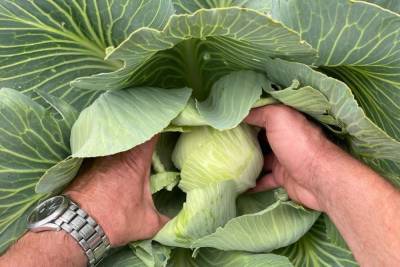 В Тамбовской области планируют собрать 25 тысяч тонн овощей в этом году