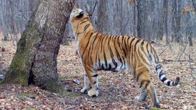 29 июля отмечается Международный день тигра