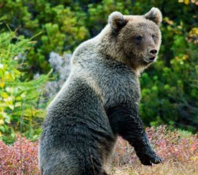 Найдено тело туриста из Москвы, которого задрал медведь в красноярском нацпарке (видео)