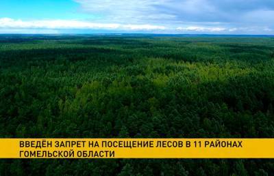 Запреты и ограничения на посещение лесов действуют в 17 районах Беларуси