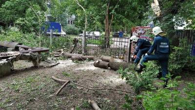 На улице Полбина упало дерево