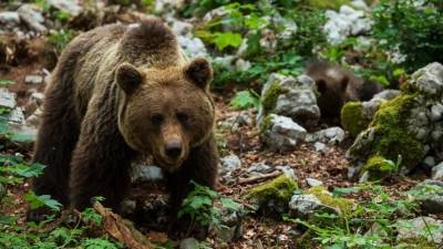 Тело разодранного медведем туриста нашли в природном парке «Ергаки» — видео