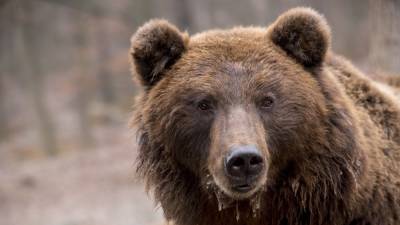 Растерзавшего туриста медведя ликвидировали в красноярском природном парке