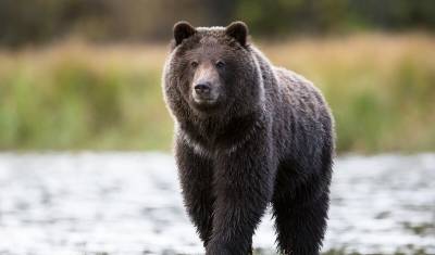 Под Красноярском нашли тело туриста, которого растерзал медведь