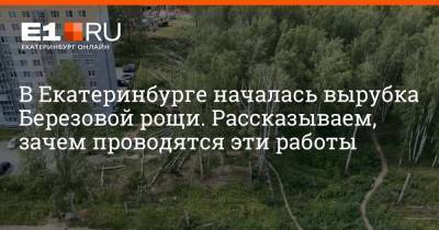 В Екатеринбурге началась вырубка Березовой рощи. Рассказываем, зачем проводятся эти работы