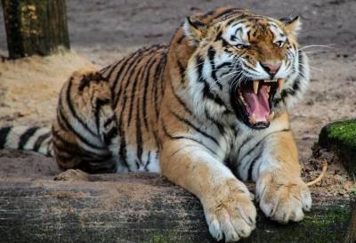 Липчанам предлагают пройти «тигриную» викторину и выиграть билеты в зоопарк