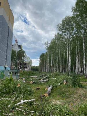 Уничтожено 100 деревьев: в Березовой роще в Екатеринбурге снова начались вырубки