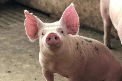 «Сжигают заживо»: как на самом деле под Псковом уничтожают заболевших чумой свиней