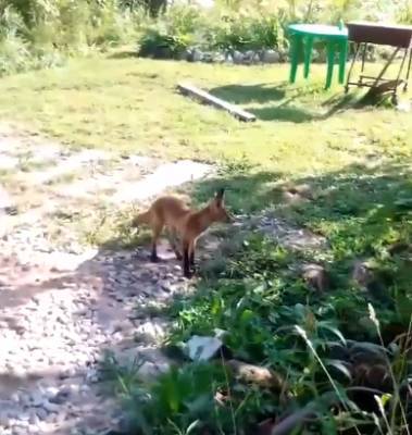 Молодой лисенок в поисках еды забрел в садоводство под Волховом — видео