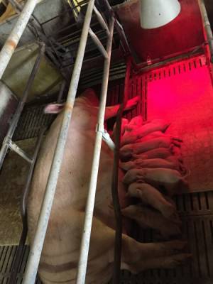 Арбитраж Прикамья утвердил новую редакцию правил продажи стада свиней пермского свинокомплекса