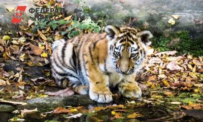 «Роснефть» помогает спасению амурского тигра