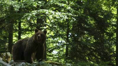Эксперт рассказала о правилах поведения при встрече с медведем