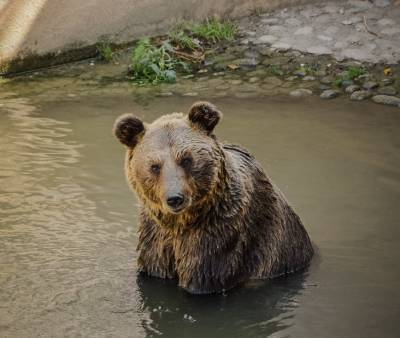Во Владимирской области медведи подошли близко к людям