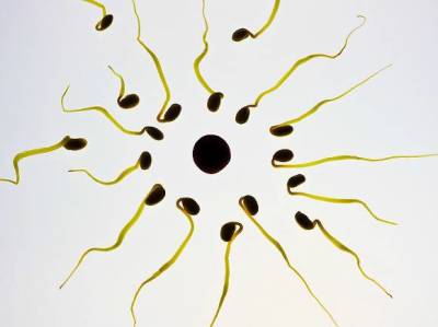 Биологи узнали, как коронавирус влияет на мужскую фертильность