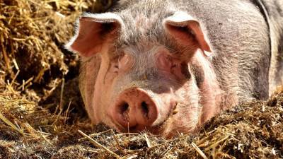 В Америке впервые за 40 лет зафиксирована африканская чума свиней