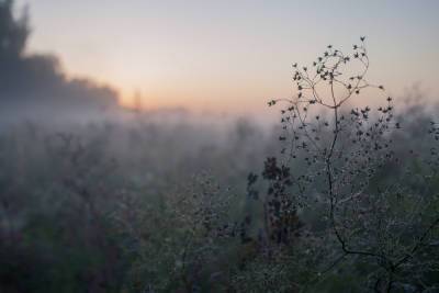 В Брянской области 30 июля ожидается туман