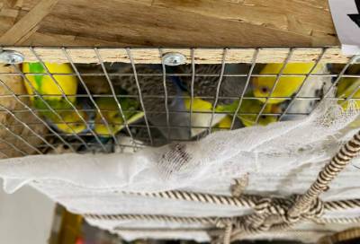 В Пулково доставили 510 попугаев из Киргизии