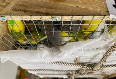 Фото: 510 попугаев из Киргизии доставили в Пулково