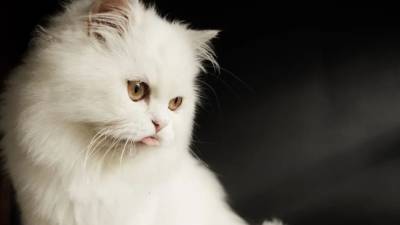 Кошки помогут ученым в исследовании генома человека