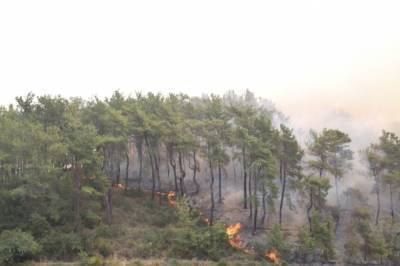 Турецкие власти назвали лесные пожары национальным бедствием