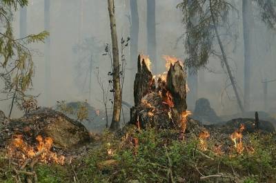 В АТОР рассказали о ситуации с лесными пожарами на турецких курортах