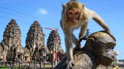 Враждующие банды? Массовая схватка обезьян попала на видео в Таиланде