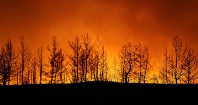 В Турции полыхают лесные пожары, есть погибшие