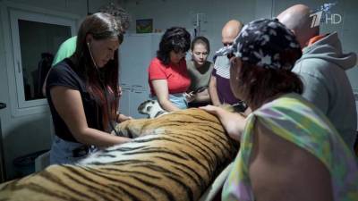На Дальнем Востоке в дикую природу выпустили краснокнижную амурскую тигрицу